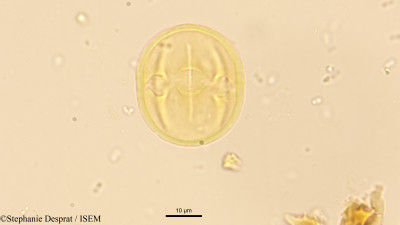 Stephanie.Desprat/Casearia_wynadensis_9455/Casearia_wynadensis_9455_0001(copy)_thumb.jpg