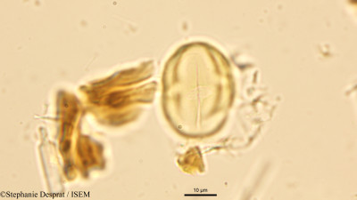 Stephanie.Desprat/Casearia_zeylanica_23600/Casearia_zeylanica_23600_0001(copy)_thumb.jpg