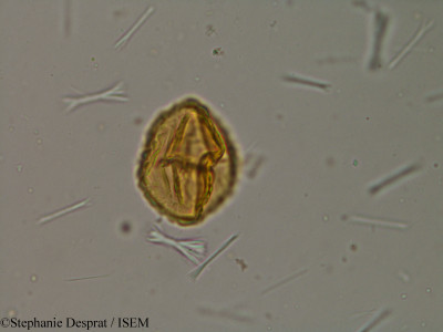 Stephanie.Desprat/Cassia_angustifolia_18532/Cassia_angustifolia_18532_0001(copy)_thumb.jpg