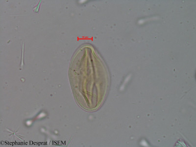 Stephanie.Desprat/Cassia_fistula_18534/Cassia_fistula_18534_0001(copy)_thumb.jpg