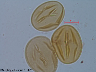 Cassia occidentalis - lame n° 6248