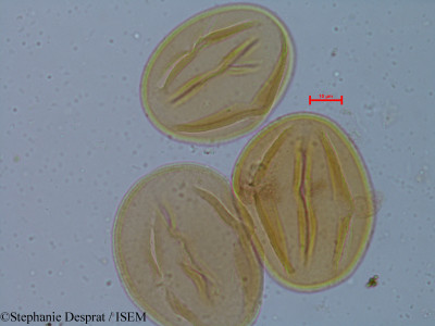 Cassia occidentalis - lame n° 6248