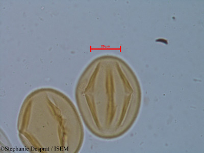 Cassia occidentalis - lame n° 6248