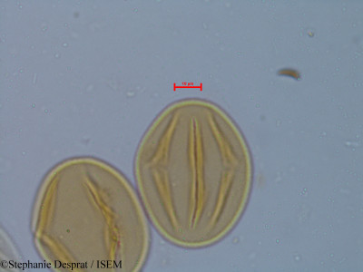 Cassia occidentalis - lame n° 6248