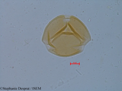 Cassia occidentalis - lame n° 6248
