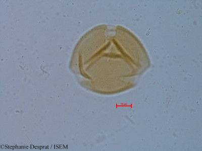 Cassia occidentalis - lame n° 6248