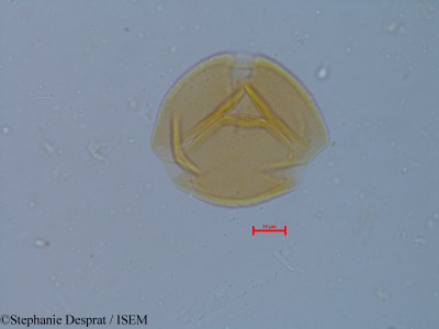 Cassia occidentalis - lame n° 6248