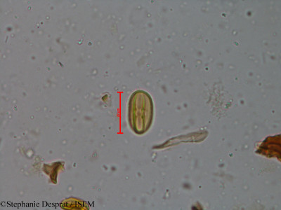 Stephanie.Desprat/Castanopsis_indica_5362/Castanopsis_indica_5362_0001(copy)_thumb.jpg