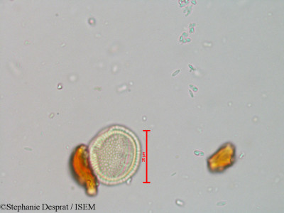 Stephanie.Desprat/Celastrus_paniculatus_15097/Celastrus_paniculatus_15097_0001(copy)_thumb.jpg