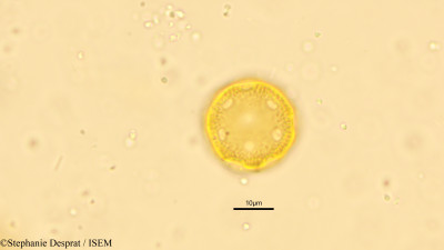 Celosia pulchella - lame n° 15830