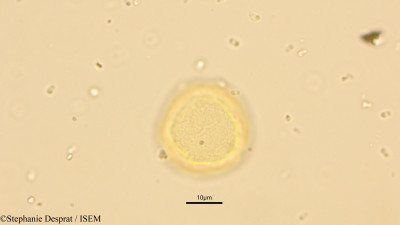 Celtis wightii - lame n° 15075