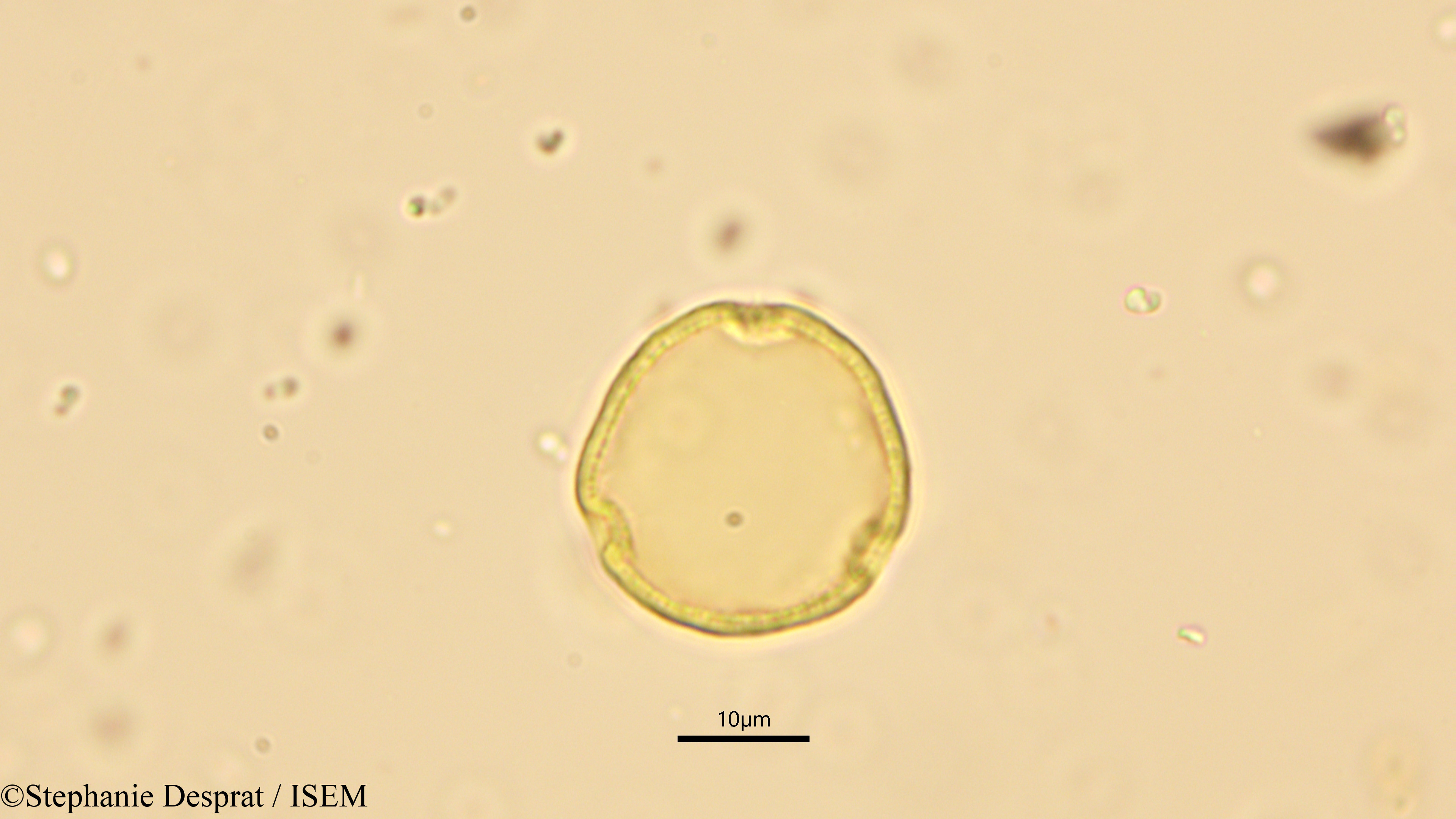 Stephanie.Desprat/Celtis_wightii_15075/Celtis_wightii_15075_0003(copy).jpg