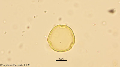 Celtis wightii - lame n° 15075