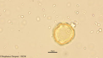 Celtis wightii - lame n° 15075