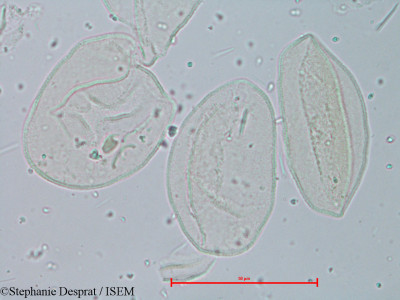Stephanie.Desprat/Chlorophytum_arundinaceum_16114/Chlorophytum_arundinaceum_16114_0001(copy)_thumb.jpg