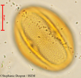 Cissus quadrangularis - lame n° 4063