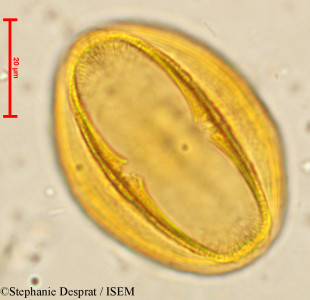Cissus quadrangularis - lame n° 4063