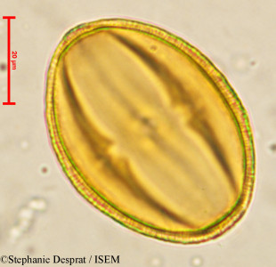 Cissus quadrangularis - lame n° 4063