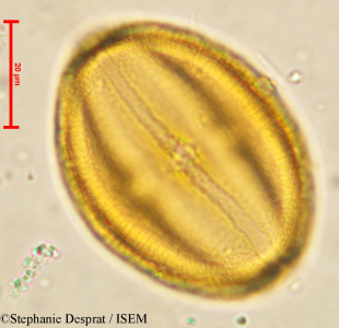 Cissus quadrangularis - lame n° 4063