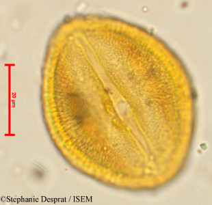 Cissus quadrangularis - lame n° 4063