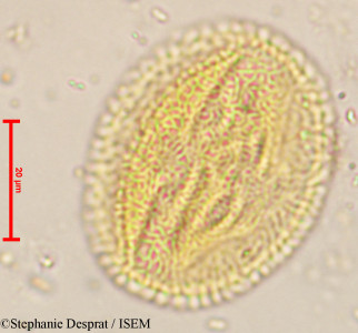 Stephanie.Desprat/Cleistanthus_collinus_8832/Cleistanthus_collinus_8832_0001(copy)_thumb.jpg