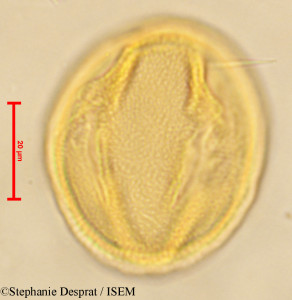 Stephanie.Desprat/Cleistanthus_pallidus_24061/Cleistanthus_pallidus_24061_0001(copy)_thumb.jpg