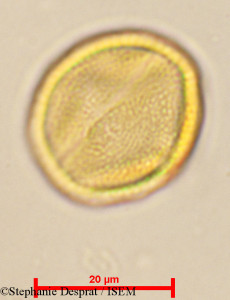 Stephanie.Desprat/Cleistanthus_patulus_24060/Cleistanthus_patulus_24060_0001(copy)_thumb.jpg