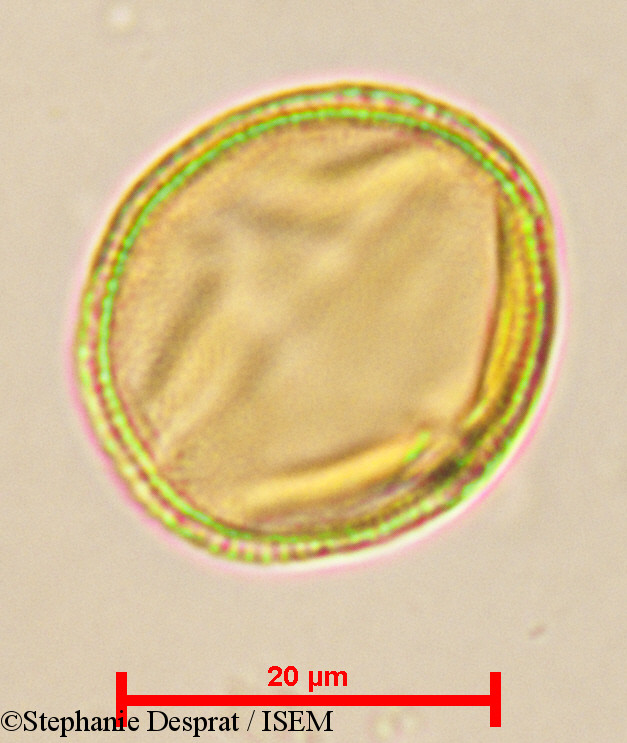 Stephanie.Desprat/Cleistanthus_patulus_24060/Cleistanthus_patulus_24060_0002(copy).jpg