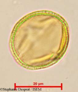 Cleistanthus patulus - lame n° 24060