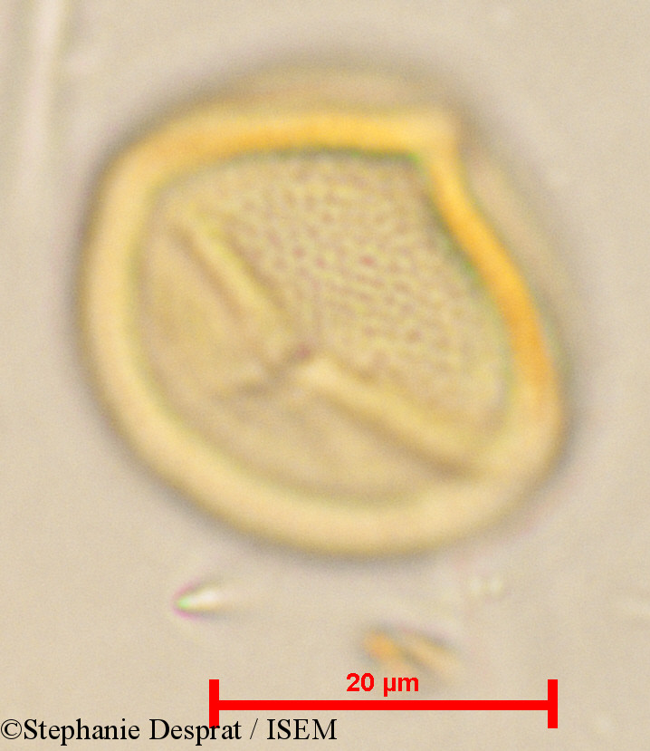 Stephanie.Desprat/Cleistanthus_patulus_24060/Cleistanthus_patulus_24060_0003(copy).jpg