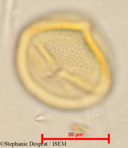 Cleistanthus patulus - lame n° 24060