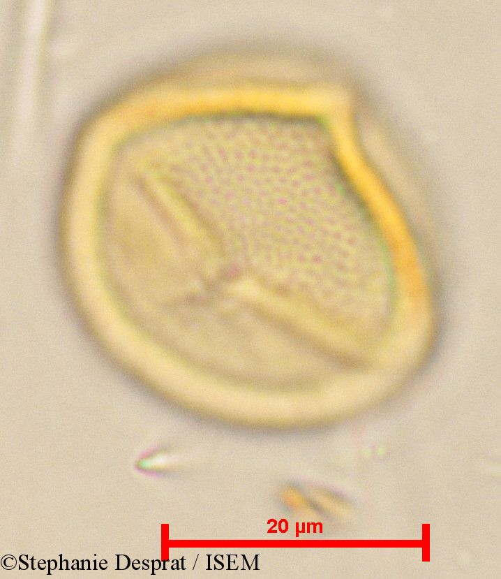 Stephanie.Desprat/Cleistanthus_patulus_24060/Cleistanthus_patulus_24060_0004(copy).jpg