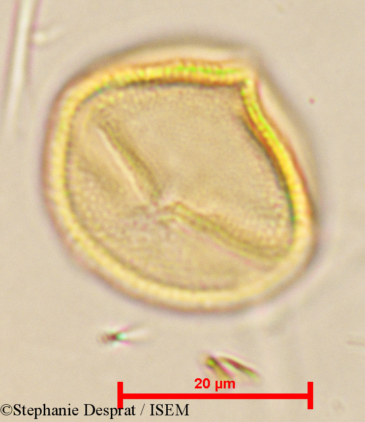 Stephanie.Desprat/Cleistanthus_patulus_24060/Cleistanthus_patulus_24060_0005(copy).jpg