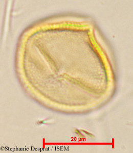 Cleistanthus patulus - lame n° 24060