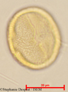 Cleistanthus patulus - lame n° 24060