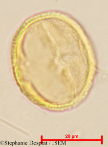 Cleistanthus patulus - lame n° 24060