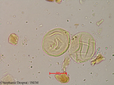 Coriaria nepalensis - lame n° 8985