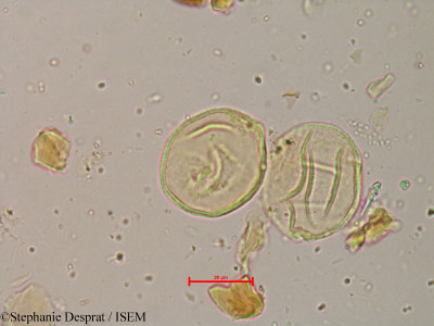 Coriaria nepalensis - lame n° 8985