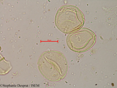 Coriaria nepalensis - lame n° 8985