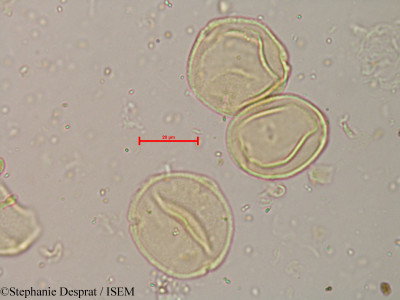 Coriaria nepalensis - lame n° 8985