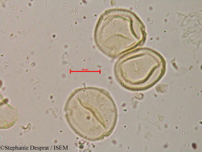 Coriaria nepalensis - lame n° 8985