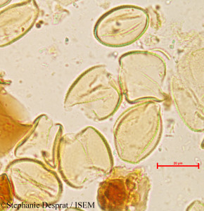 Daemonorops manii - lame n° 18171
