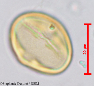 Stephanie.Desprat/Desmodium_gangeticum_9734/Desmodium_gangeticum_9734_0001(copy)_thumb.jpg