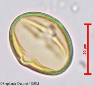 Desmodium gangeticum - lame n° 9734