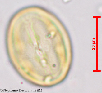 Desmodium gangeticum - lame n° 9734