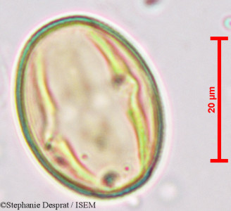 Desmodium gangeticum - lame n° 9734