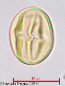 Desmodium gangeticum - lame n° 9734