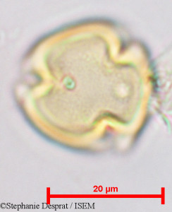 Desmodium gangeticum - lame n° 9734
