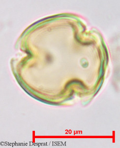 Desmodium gangeticum - lame n° 9734