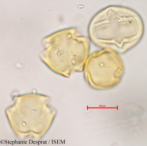 Stephanie.Desprat/Desmodium_laxiflorum_5536/Desmodium_laxiflorum_5536_0001(copy)_thumb.jpg